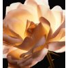 Dior Prestige U Rituu di scuperta rigenerante è perfeccionante